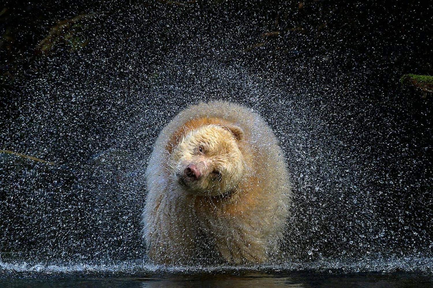 60a5778f0dd4c04bca1ae447 01 01 3 6 spirit bear boss be86f755 cfa8 4e87 bd3d 4318d63a7092 p 1080 glE Bjørn rister seg